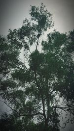 Low angle view of trees against sky