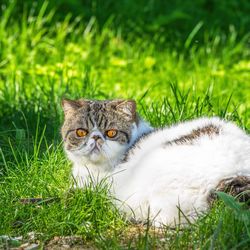 Portrait of a cat on field