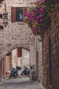 Potted plant on alley amidst buildings