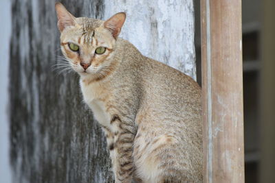 Portrait of ginger cat