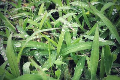 Close-up of wet plant leaves during rainy season