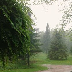 Road passing through trees