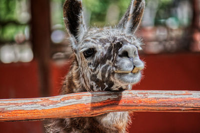 Close-up of lllama in zoo