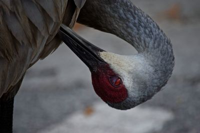 Close-up of sandhill crane grooming