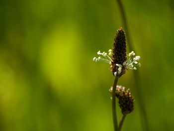 Close-up of red flowering plant