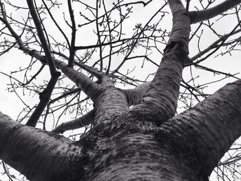 Low angle view of bare trees against sky