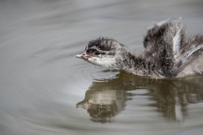 Duck swimming in a lake