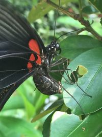 Close-up of butterfly perching on leaf