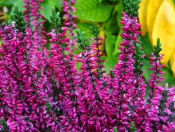 Close-up of pink flowering plants