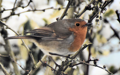 Close-up of bird perching on branch