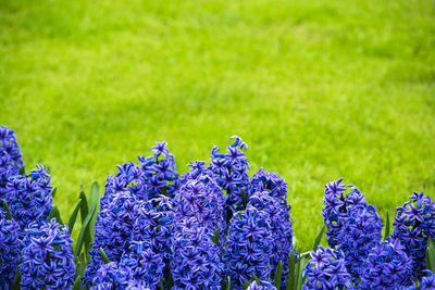 Close-up of fresh purple flowers in field