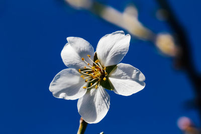 Close-up of white flower against blue sky