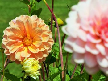 Close-up of fresh flowers blooming outdoors