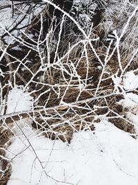 Bare trees against sky