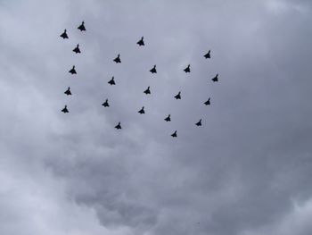 Low angle view of birds flying in sky