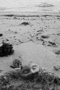 High angle view of animal on beach