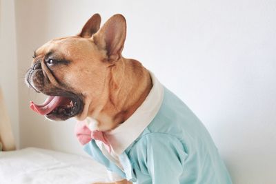 Close-up of dog against white wall at home