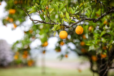 Fruits growing on tree