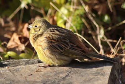 Close-up of sparrow perching on plant