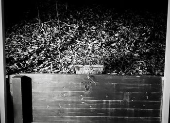 High angle view of lizard on wooden wall