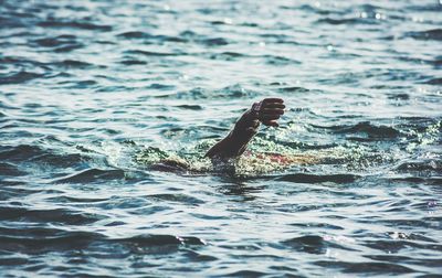 Close-up of turtle swimming in sea