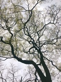 Bare tree against sky