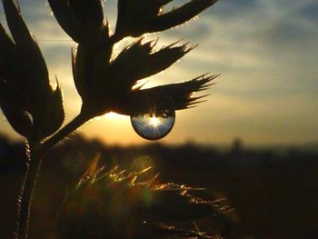 Close-up of water drops on plant