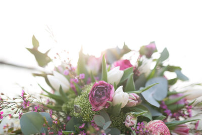 Close-up of pink flowers