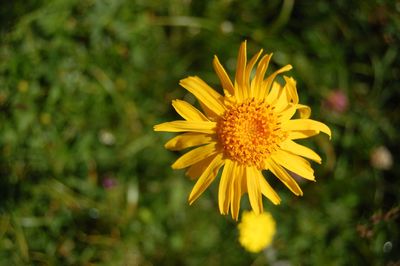 Close-up of yellow flower in field