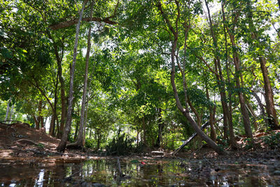 Scenic view of lake in forest