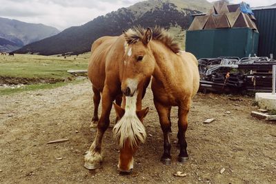 Horse standing in a field