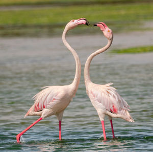 Flamingos meet at sea
