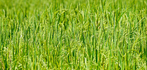 Full frame shot of wheat field