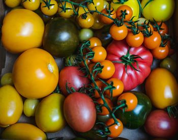 Close-up of fresh tomatoes