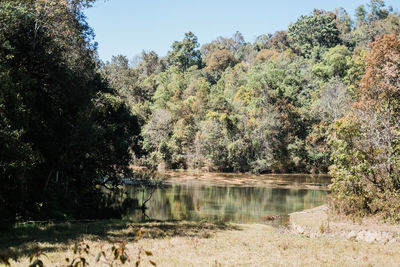 Scenic view of lake against trees in forest