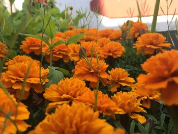 Close-up of orange flowers blooming outdoors