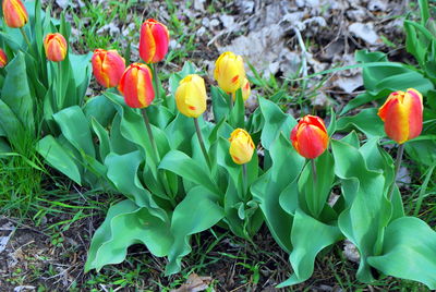 Close-up of red flowering plants on land