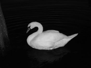 Close-up of swan swimming in lake