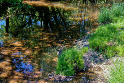 Scenic view of lake in forest