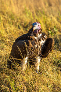 Lappet-faced vulture crouches in grass eyeing camera