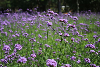 Close-up of purple flowering plants on field