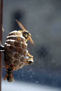 Close-up of bee