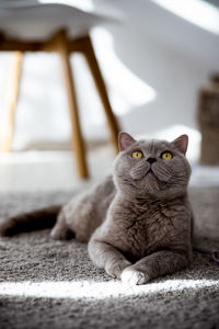 Portrait of cat relaxing on bed at home