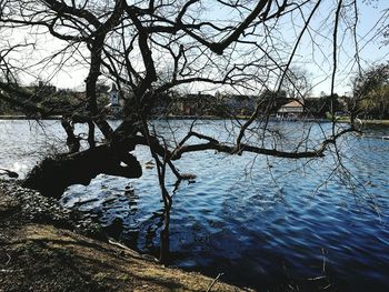 Reflection of tree in lake against sky