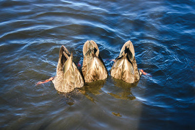 High angle view of duck swimming in lake