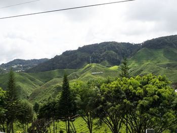 Scenic view of vineyard against sky