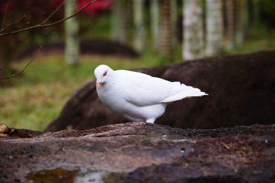 Close-up of bird perching outdoors