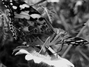 Close-up of butterfly pollinating on flower