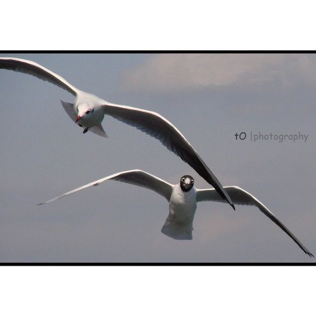 bird, animal themes, flying, animals in the wild, wildlife, one animal, transfer print, low angle view, spread wings, seagull, clear sky, mid-air, auto post production filter, sky, day, full length, airplane, copy space, no people, flight