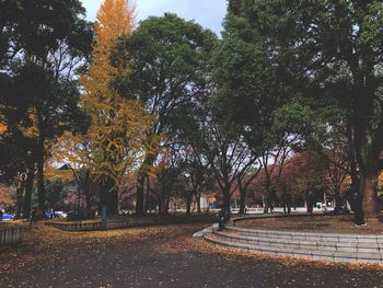 Trees in park during autumn